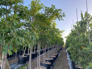 Ficus-Natalensis-125lt.jpeg Ficus Natalensis 125lt