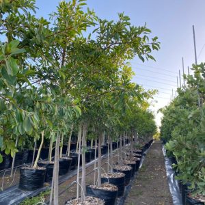 Ficus-Natalensis-125lt.jpeg Ficus Natalensis 125lt