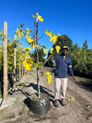 Fig Toulouse Tree 70lt