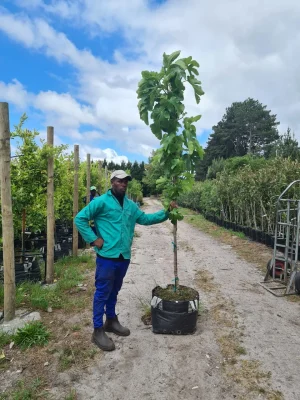 Fig Parisian Tree 70lt