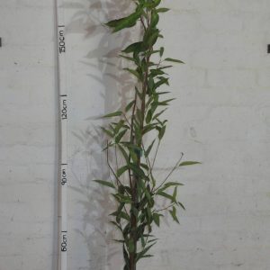 Ficus-cordata.jpg Ficus Cordata 20lt
