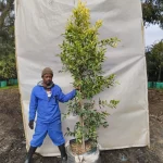 Ficus Microcarpa 'Gold King' 70lt