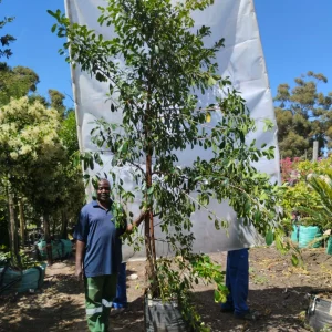Ficus-natalensis-70lt-RH.webp Ficus Natalensis 70lt