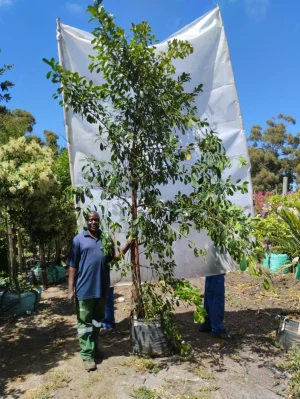 Ficus-natalensis-70lt-RH.webp Ficus Natalensis 70lt