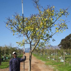 Ficus-natalensis-Natal-Fig-1.jpg Ficus Natalensis 400lt
