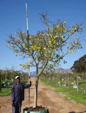 Ficus-natalensis-Natal-Fig-1.jpg Ficus Natalensis 400lt