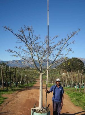 Ficus-natalensis-Natal-Fig-2.jpg Ficus Natalensis 200lt