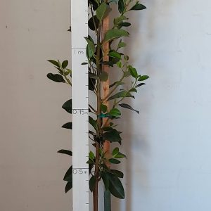 Ficus-rubiginosa.jpg Ficus Rubiginosa 20lt