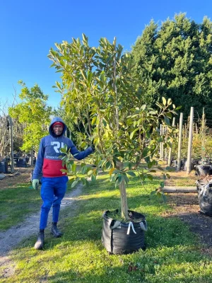 Ficus-rubiginosa-70lt-G.webp Ficus Rubiginosa 70lt
