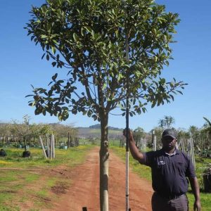 Ficus-rubiginosa-Australian-Fig-1.jpg Ficus Rubiginosa 200lt