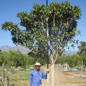 Ficus-rubiginosa-Australian-Fig.jpg Ficus Rubiginosa 400lt