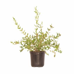 Freylinia-tropica-White.jpg Freylinia Tropica White 12cm Pot