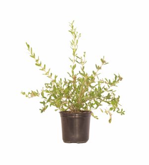 Freylinia Tropica White 12cm Pot