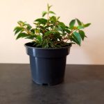Fuchsia Dollarprinzessin 14cm Pot