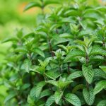 Garden-Mint-4-Pack-Tray.jpg Garden Mint 4 Pack Tray