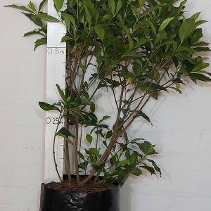 Gardenia-floribunda.jpg Gardenia Floribunda 20lt