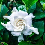 Gardenia-florida.jpg Gardenia Florida 17cm Pot