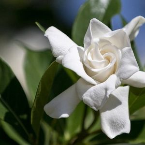 Gardenia Radicans 15cm Pot
