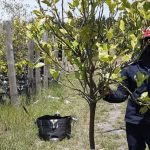 Grapefruit Shaddock Tree 70lt