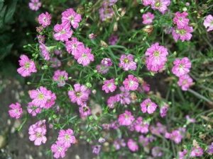 Gypsosophila Repens Deep Rose 15cm Pot