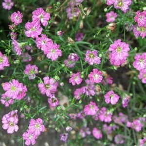 Gypsosophila-deep-rose.jpg Gypsosophila Repens Deep Rose 15cm Pot