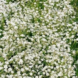 Gypsosophila-white.jpg Gypsosophila Repens White 15cm Pot