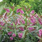Hebe Wiry Blush 19cm Pot