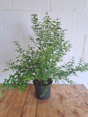 Halleria Lucida 21cm Pot