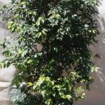 Halleria Lucida Tree 70lt
