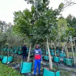 Harpephyllum Caffrum 250lt
