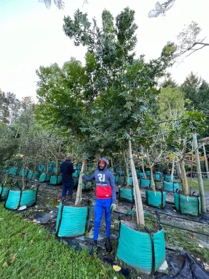 Harpephyllum-caffrum-250lt-G.webp Harpephyllum Caffrum 250lt