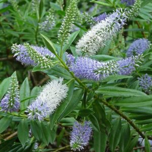 Hebe-Blue-Boy.jpg Hebe Blue Boy 12cm Pot