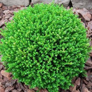 Hebe-Green-Globe-15cm-Pot.jpg Hebe Green Globe 15cm Pot