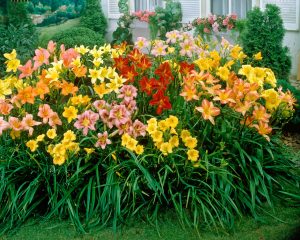 Hemerocallis-Daylily.jpg Hemerocallis (Daylily) 19cm Pot