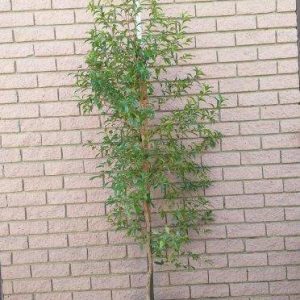 Heteropyxis-natalensis.jpg Heteropyxis Natalensis (Lavender Tree) 20lt