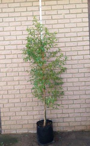 Heteropyxis-natalensis.jpg Heteropyxis Natalensis (Lavender Tree) 20lt