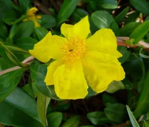 Hibbertia Scandens 20lt