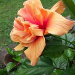 Hibiscus DJ O'Brien 50lt