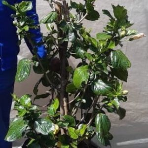 Hibiscus-Full-Moon-70lt.jpg Hibiscus Rosa Sinensis 'Full Moon' 70lt