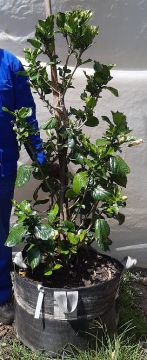 Hibiscus Rosa Sinensis 'Full Moon' 70lt