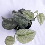 Scindapsus Silver Splash 15CM Pot