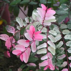 Ice-Cream-Bush.jpg Ice-Cream Bush 10lt