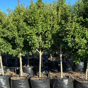 Ilex-mites-125lt.jpeg Ilex Mitis 125lt
