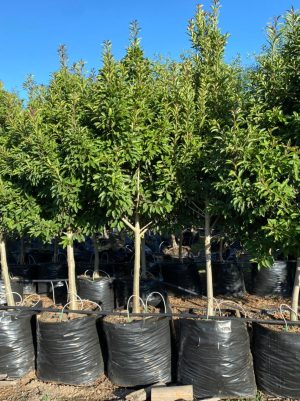 Ilex-mites-125lt.jpeg Ilex Mitis 125lt