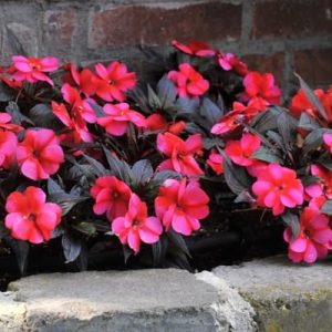 Impatiens-Tamarinda.jpg Impatiens Tamarinda 12.5cm Pot