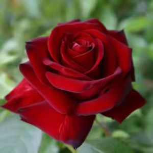 Ingrid Bergman Rose 5lt Ingrid Bergman Rose 5lt