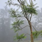Jacaranda Mimosifolia Tree 250lt