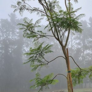Jacaranda Mimosifolia Tree 250lt