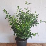 Jasminum Multipartitum 21cm Pot