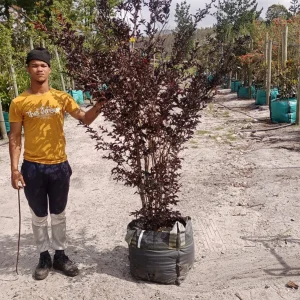 Lagerstroemia-Black-Diamond-Mystic-Magenta.webp Lagerstroemia Black Diamond 'Mystic Magenta' 70lt